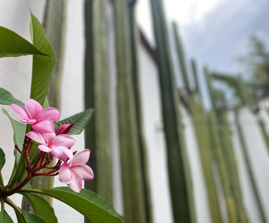 Casa Mayo B&B Oaxaca Eksteriør billede